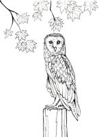 Autumn Barn Owl